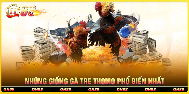 Những giống gà phổ biến trong bộ mô đá gà tre Thomo