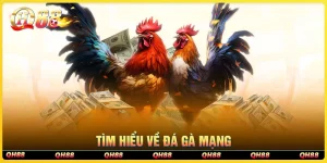 Tìm hiểu về đá gà mạng tại qh88