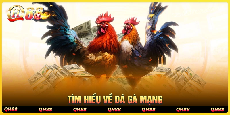 Tìm hiểu về đá gà mạng tại qh88