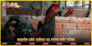 Tìm hiểu về nguồn gốc giống gà Peru