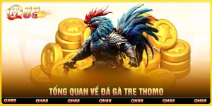 Tổng quan về đá gà tre Thomo